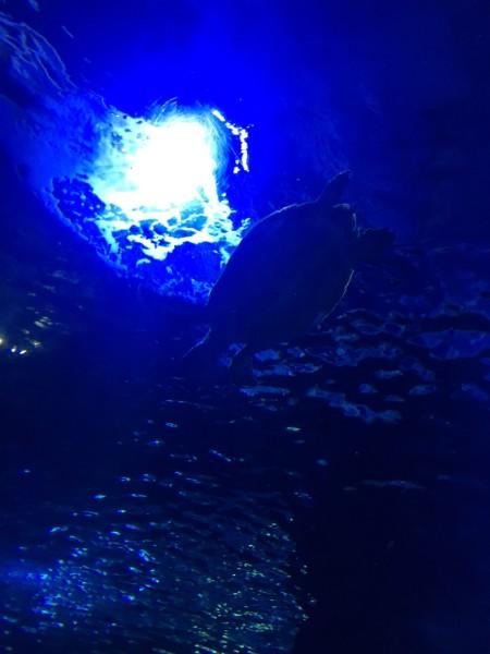 探索流鼻血怎样治疗的热门话题 | 流鼻血怎样治疗红迪网平台